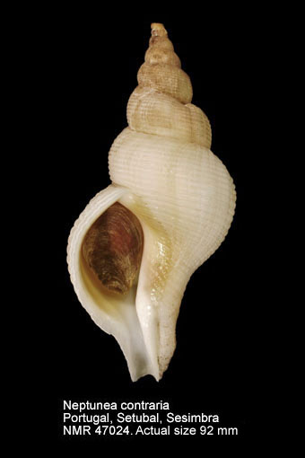 Neptunea contraria (2).jpg - Neptunea contraria(Linnaeus,1771)